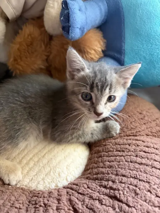 Sammy