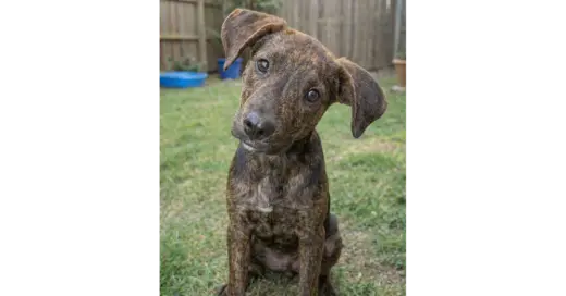 Andy - Sponsored- Reduced Adoption Fee