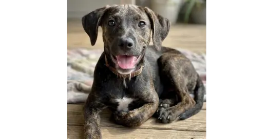 Addie - Sponsored - Reduced Adoption Fee