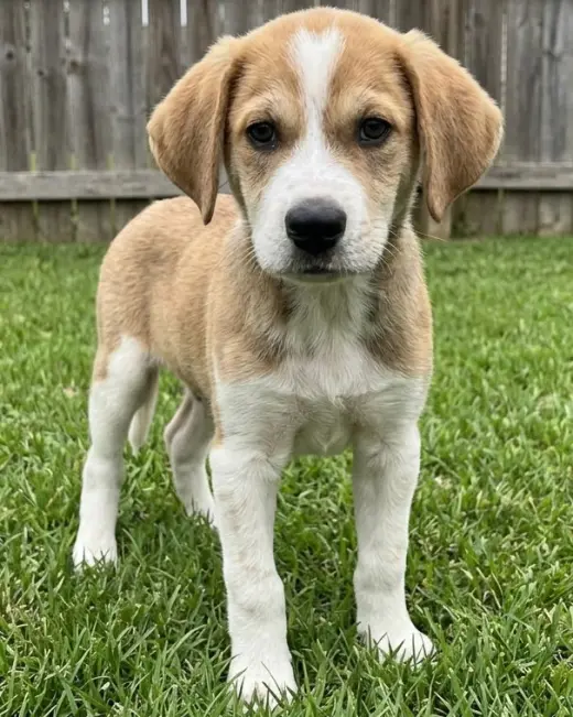 Monty - Sponsored Reduced Adoption Fee