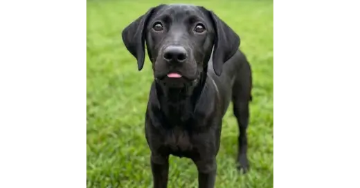 Bentley - Sponsored Reduced Adoption Fee