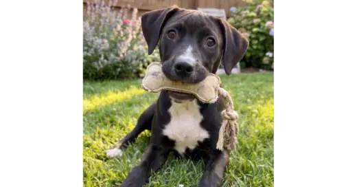 Nikko - Sponsored Reduced Adoption Fee