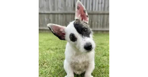 Tula