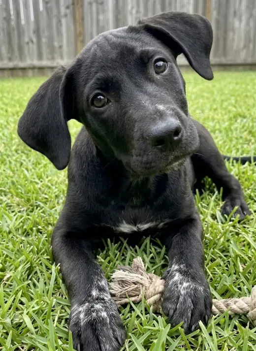 Phoebe