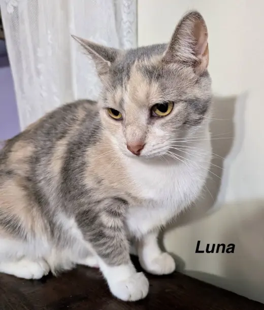 Moon Kitties : Luna