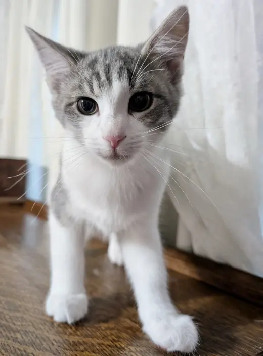 Moon Kitties : Ziri