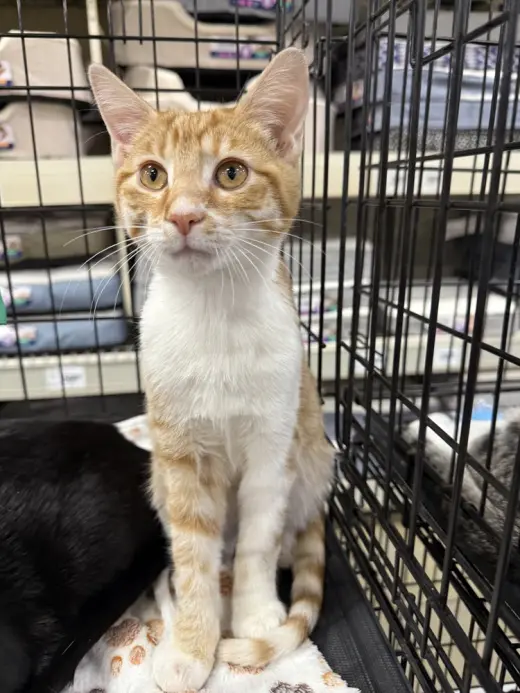 J Cats : Jake