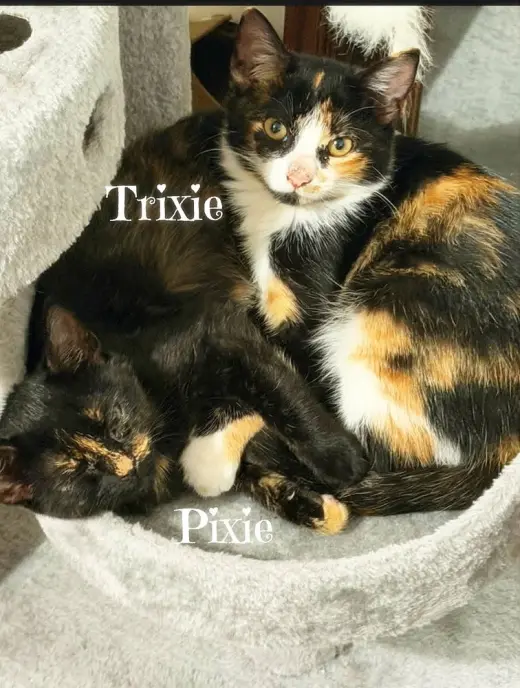 Trixie *kitten*