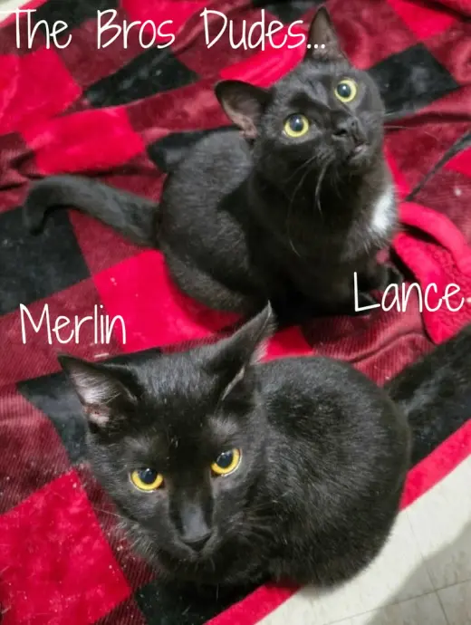 Merlin *older kitten*