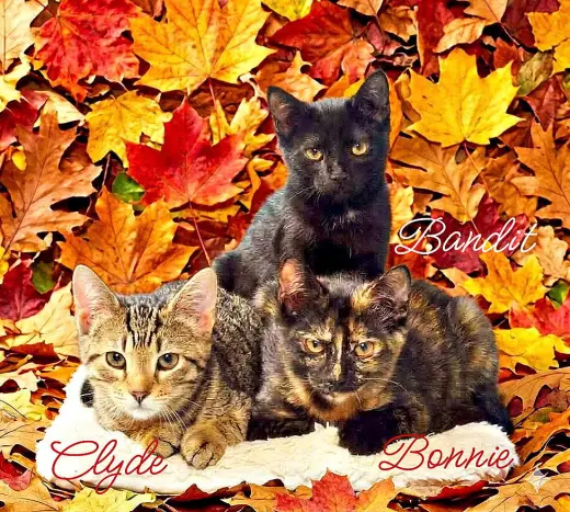 Clyde *kitten*