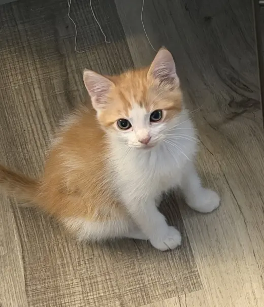 Berlioz