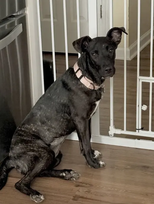 Delilah
