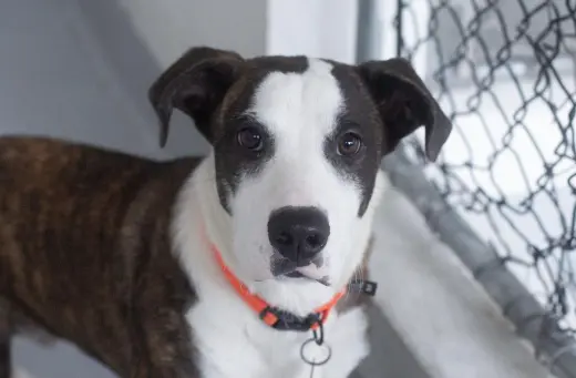 Benny