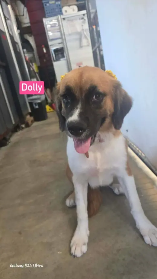 Dolly
