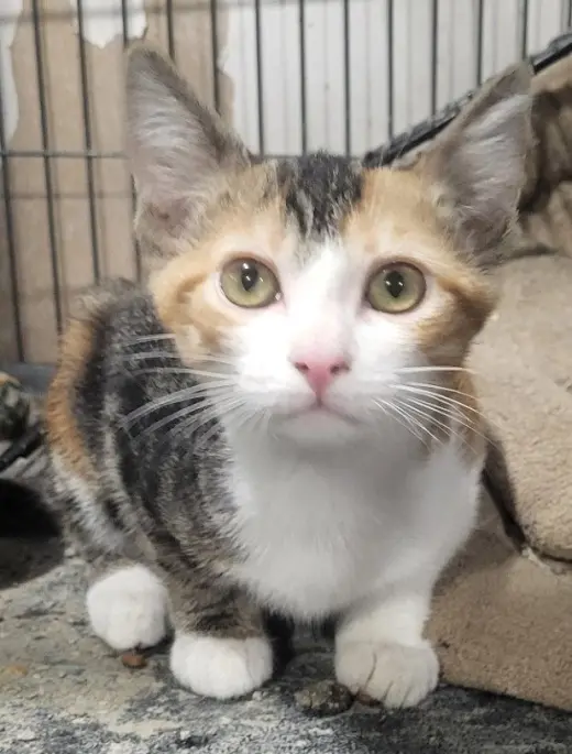 Sunshine (Bonded with Tammi)