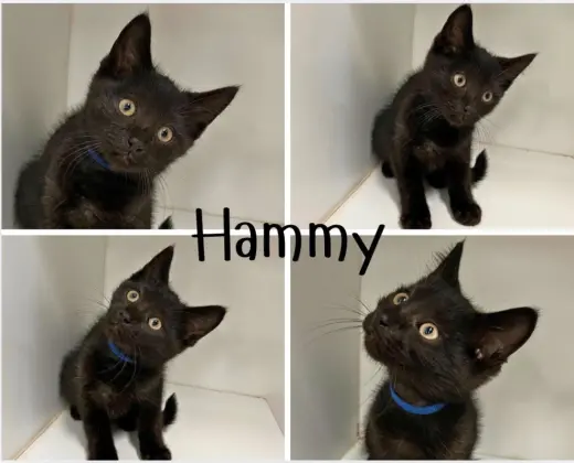 Hammy