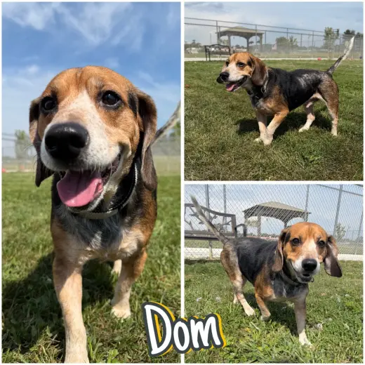 Dom