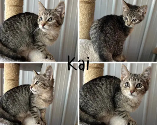 Kai