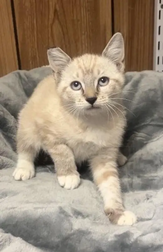 Kitten 28233 (Lavender)