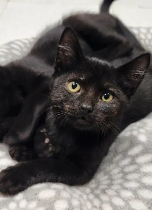 Kitten 28221 (Teddy)