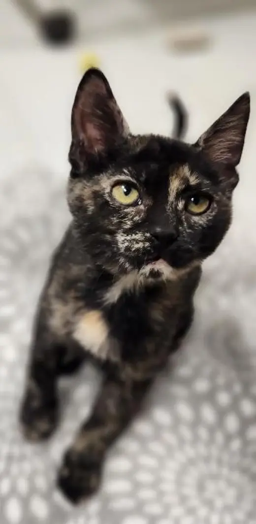 Kitten 28220 (Jillian)