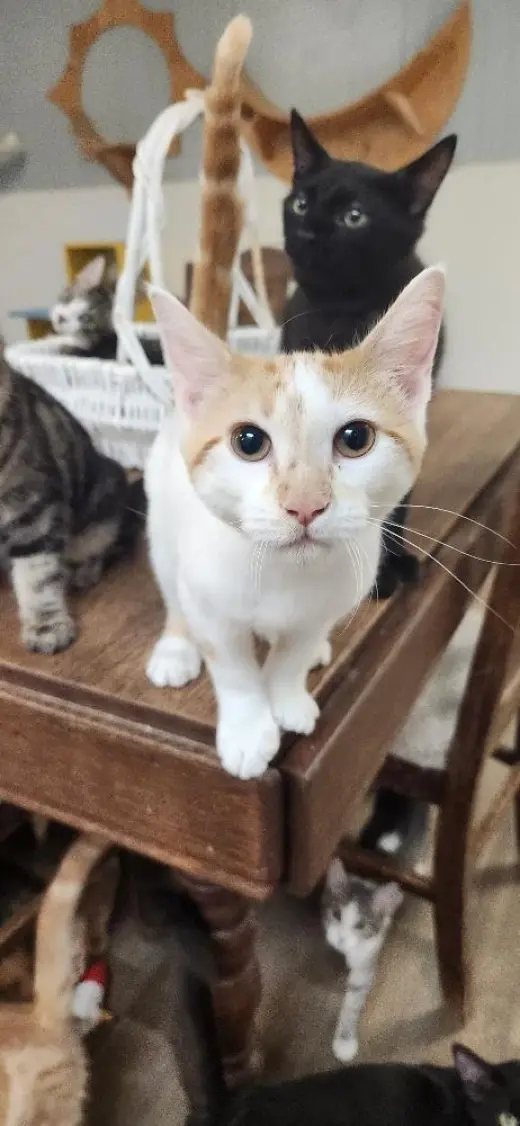 Kitten 27852 (Strudel)