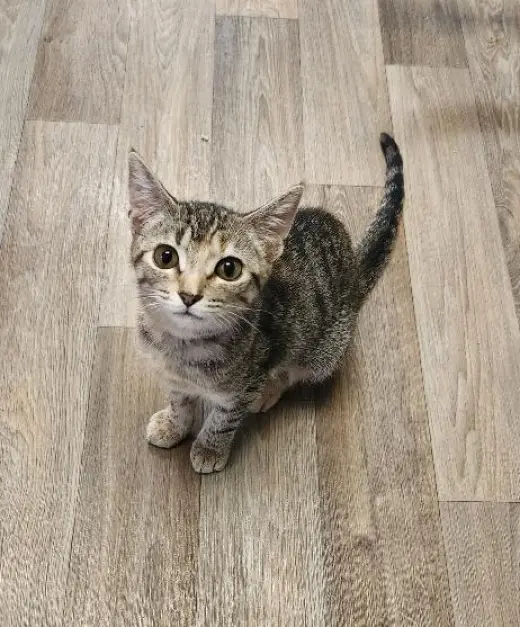 Kitten 27782 (Minnow)