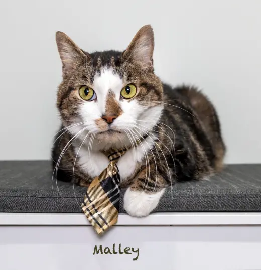 Malley