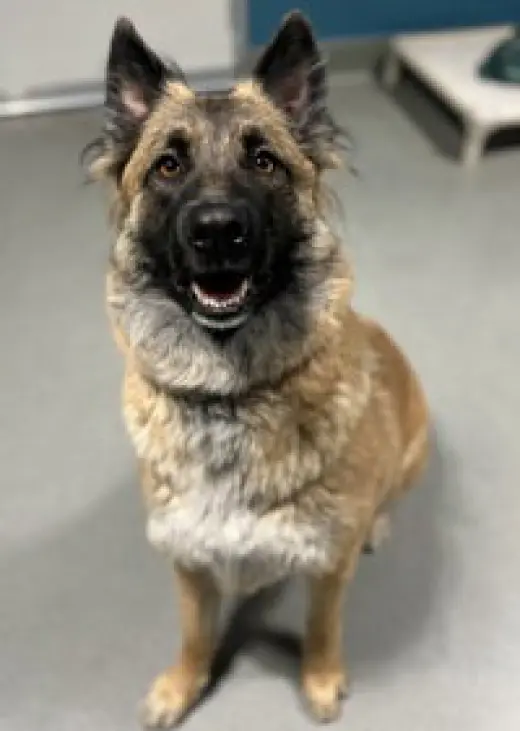 Heidi