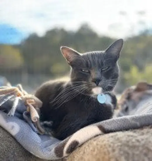 Fifi