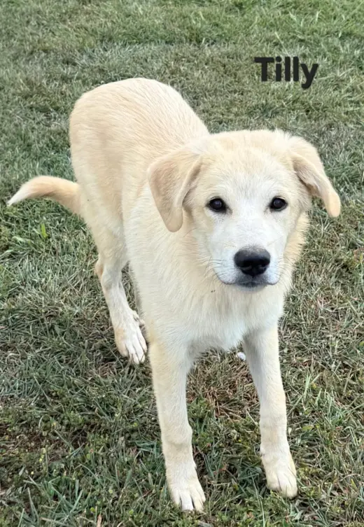 PUPPY TILLY