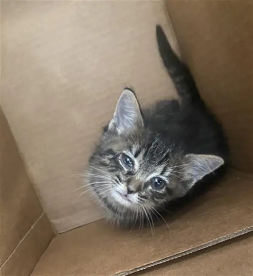 STELLA