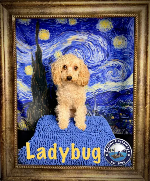 Ladybug