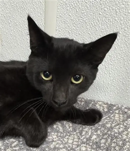 A887132