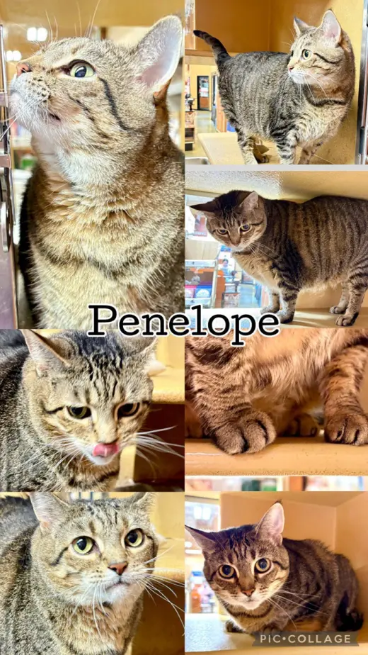 PENELOPE