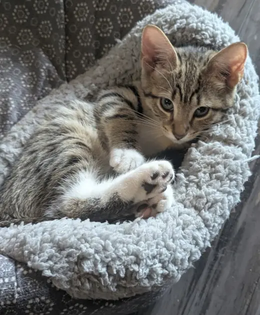 Muffins (bonded to Tortilla)