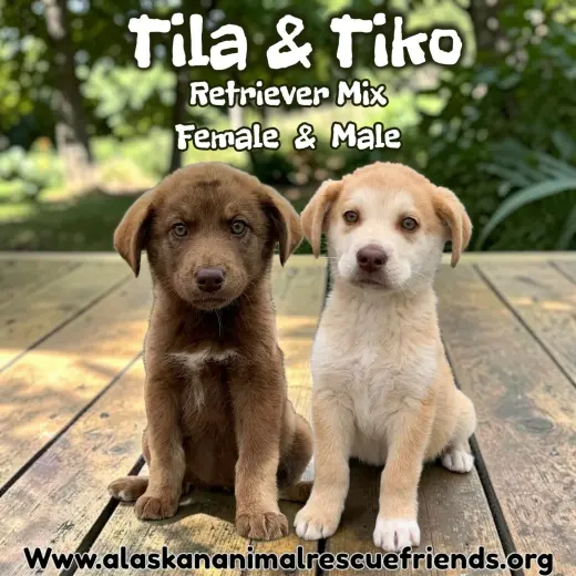 Tiko