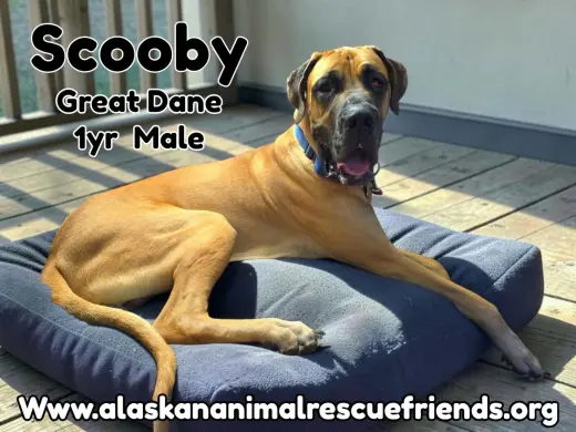 Scooby