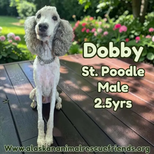 Dobby
