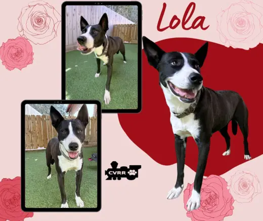 Lola