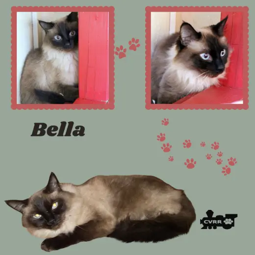 Bella (Cat)