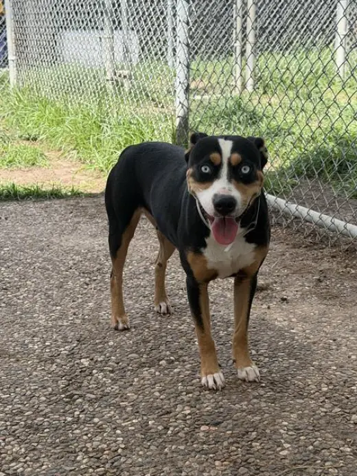 ROXIE