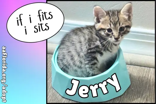 Jerry