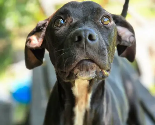 Bindi