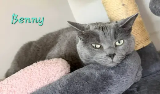 Benny