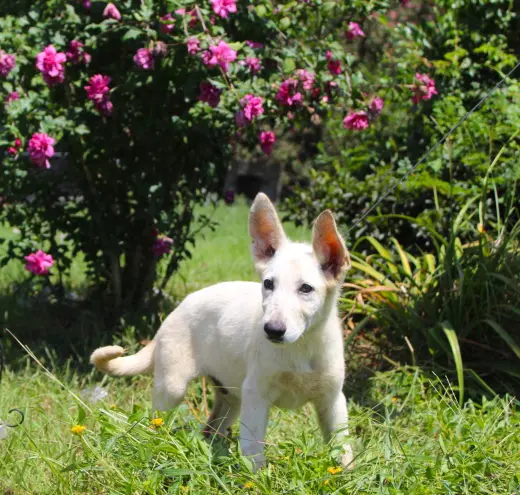 Koda-12/16 weeks-Spay Contract Required $425