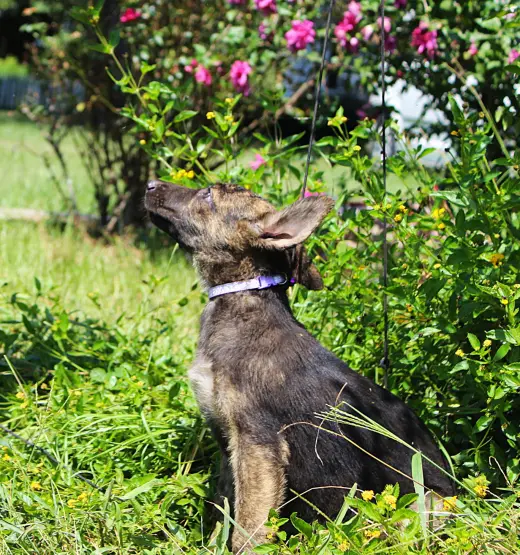 Naya-8/10 wks Spay Contract Required $425