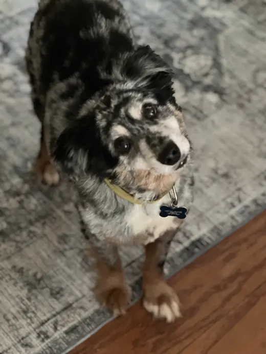 Finn