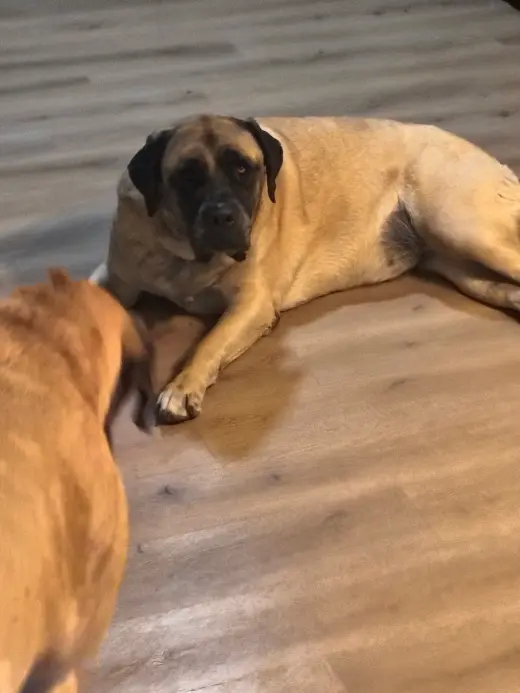 Sammy