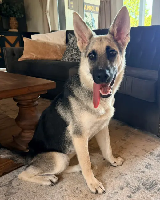 PUPPY RAQUEL